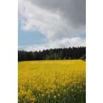 Dittersdorf